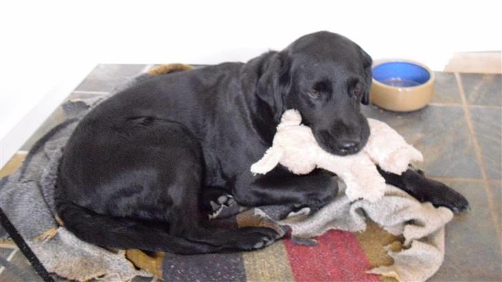 Labrador retriever Nelly - Nelly der ligger på sit tæppe med bamsen :) billede 1