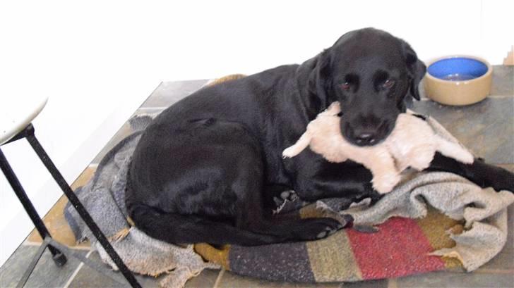 Labrador retriever Nelly - Nelly der ligger på sit tæppe med bamsen :) billede 2