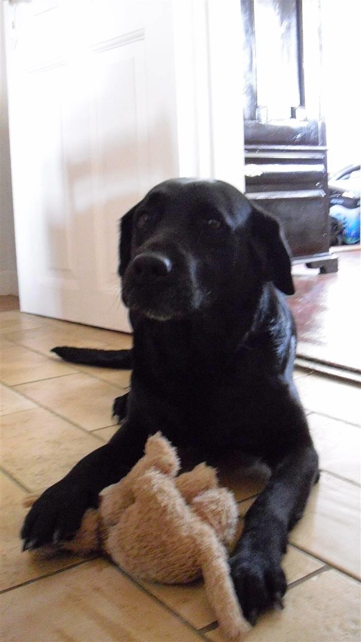 Labrador retriever Nelly - Nelly der ligger i køkkenet med bamsen :) billede 3