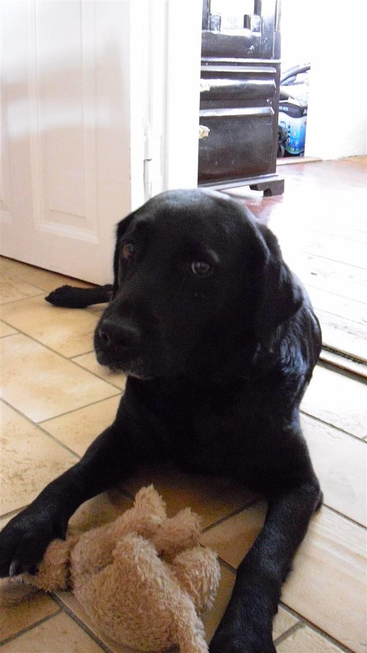 Labrador retriever Nelly - Nelly: "hvad??" billede 4