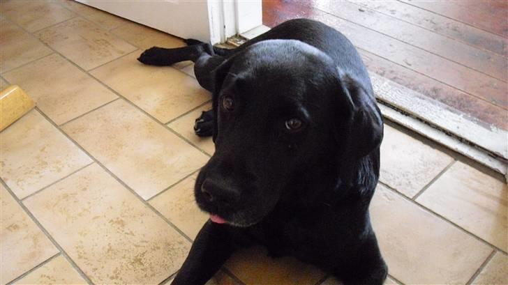 Labrador retriever Nelly - Nelly rækker tunge d: billede 5