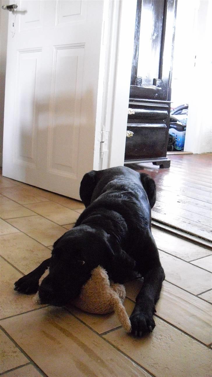 Labrador retriever Nelly - Bamsen er god som hovedpude ;) billede 6