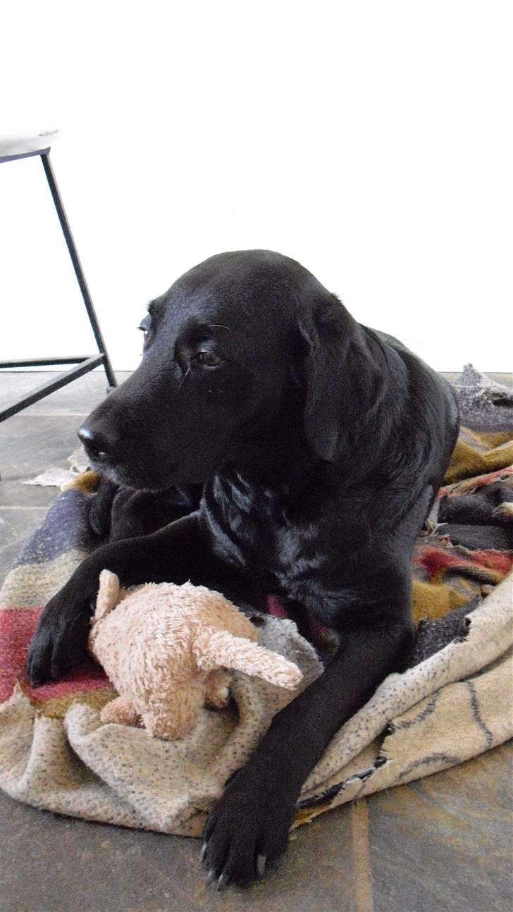 Labrador retriever Nelly billede 7