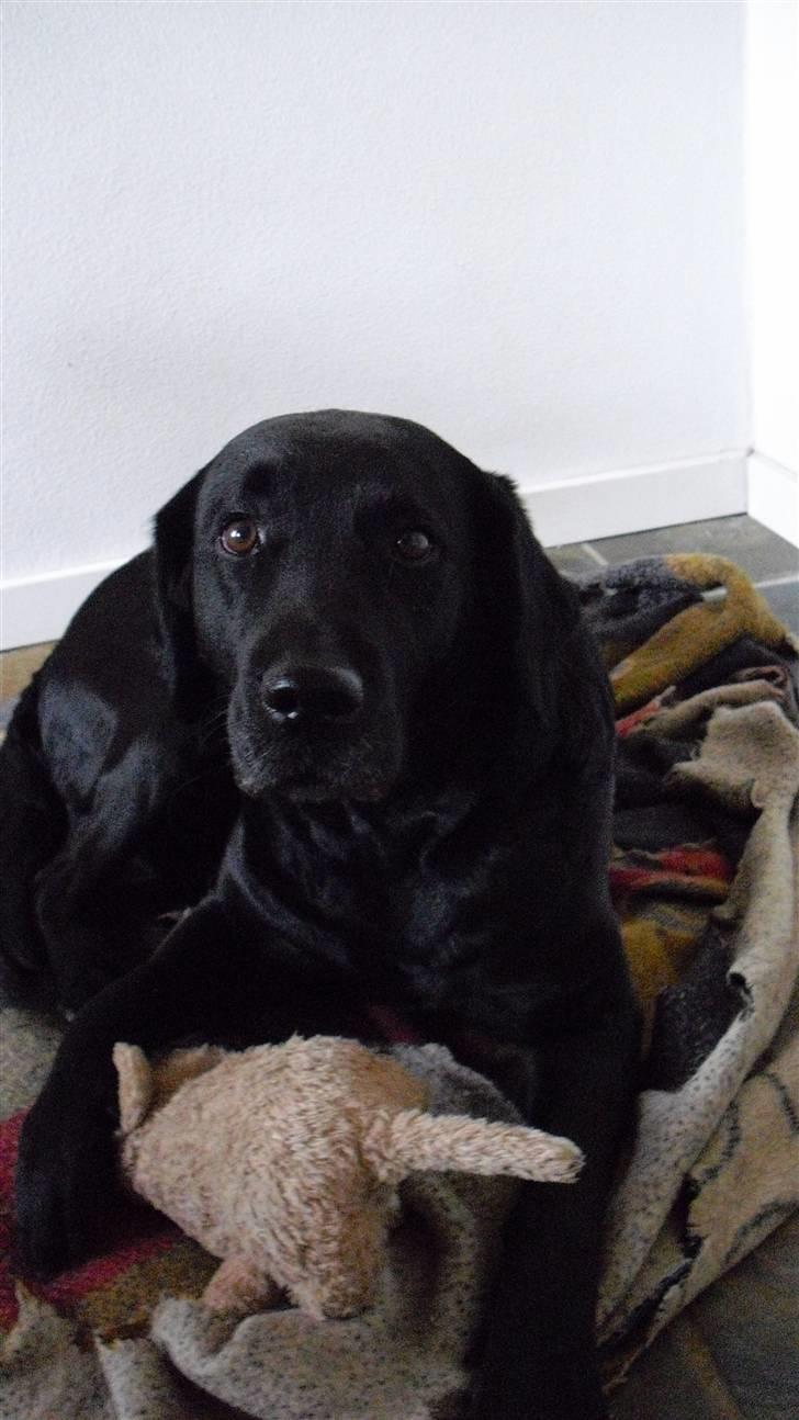 Labrador retriever Nelly - Nelly der ligger på sit tæppe med bamsen :) billede 8