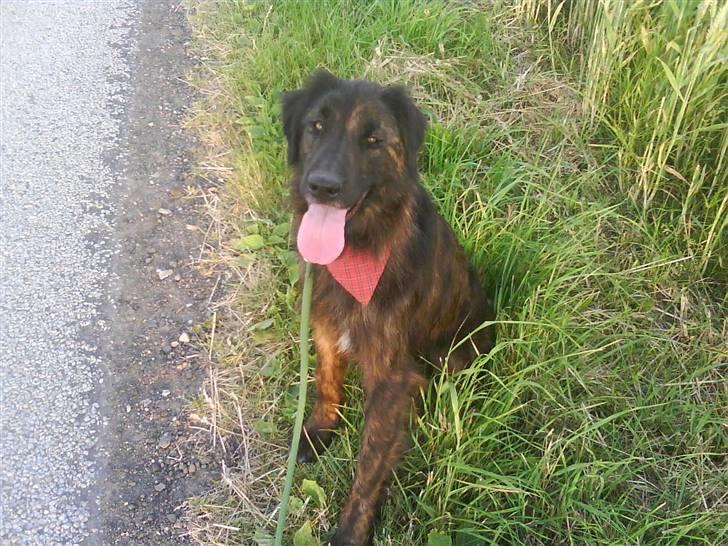 Blanding af racer Lucky  billede 12