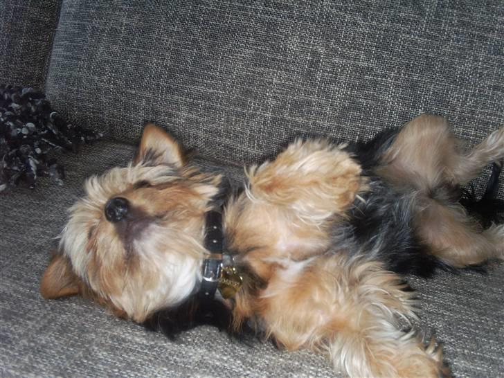 Yorkshire terrier cookie billede 16