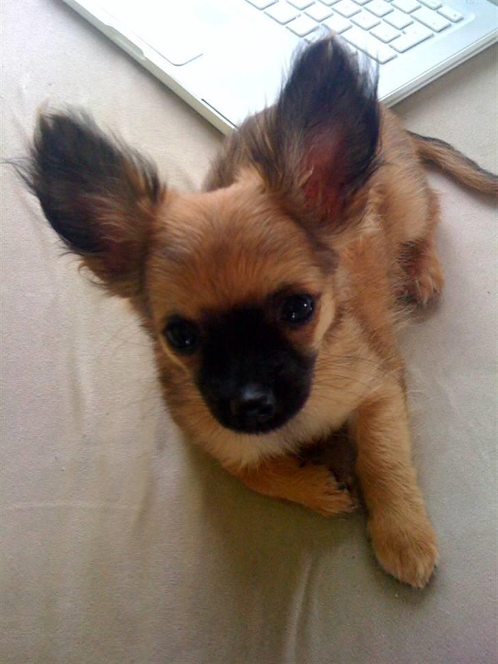 Chihuahua Signe billede 1