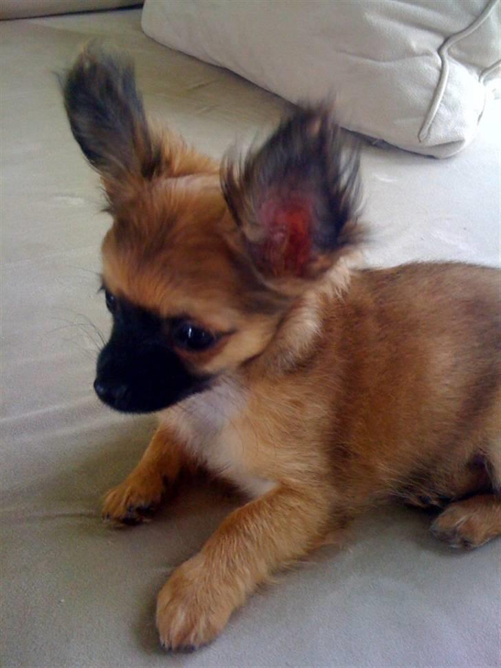 Chihuahua Signe billede 2