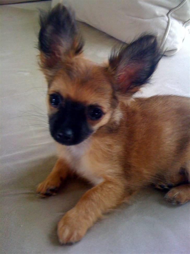 Chihuahua Signe billede 3