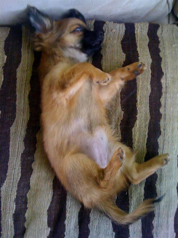 Chihuahua Signe billede 4