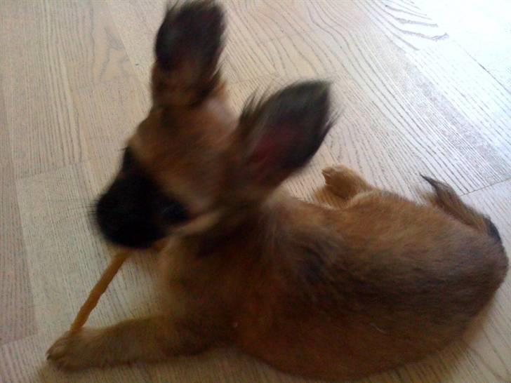 Chihuahua Signe billede 5