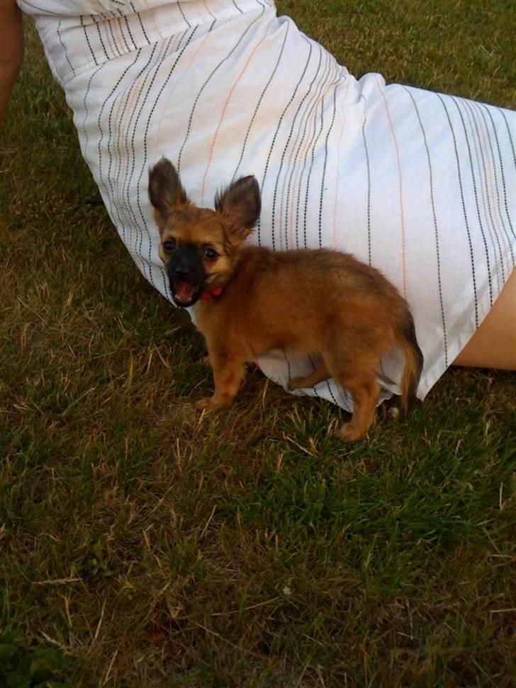 Chihuahua Signe billede 6