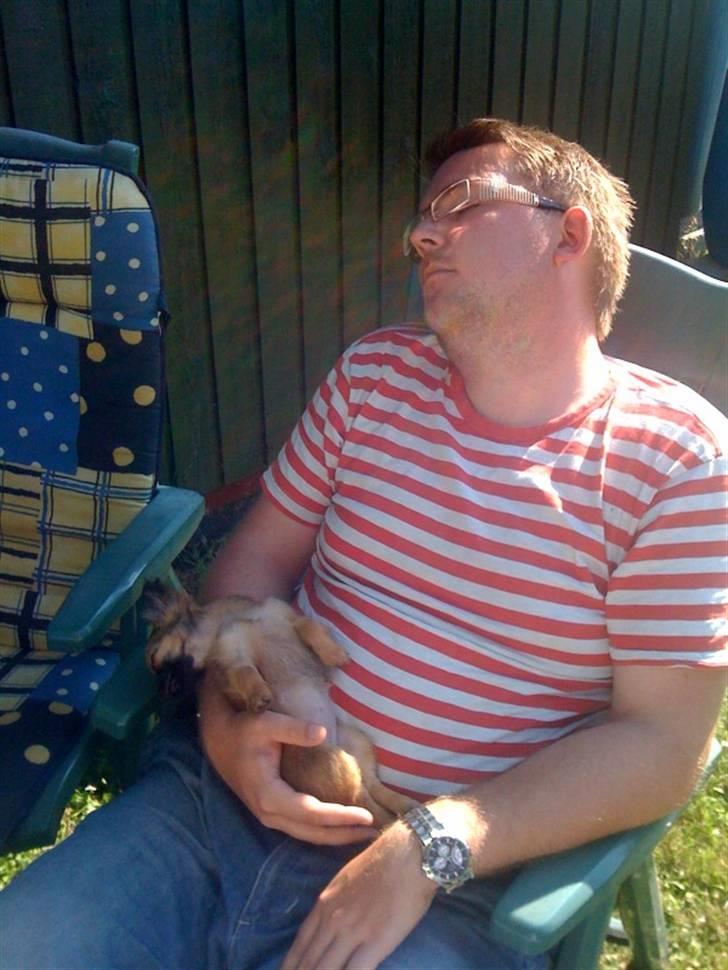 Chihuahua Signe - Hvad er bedre end en lur i fars arme..?? billede 7