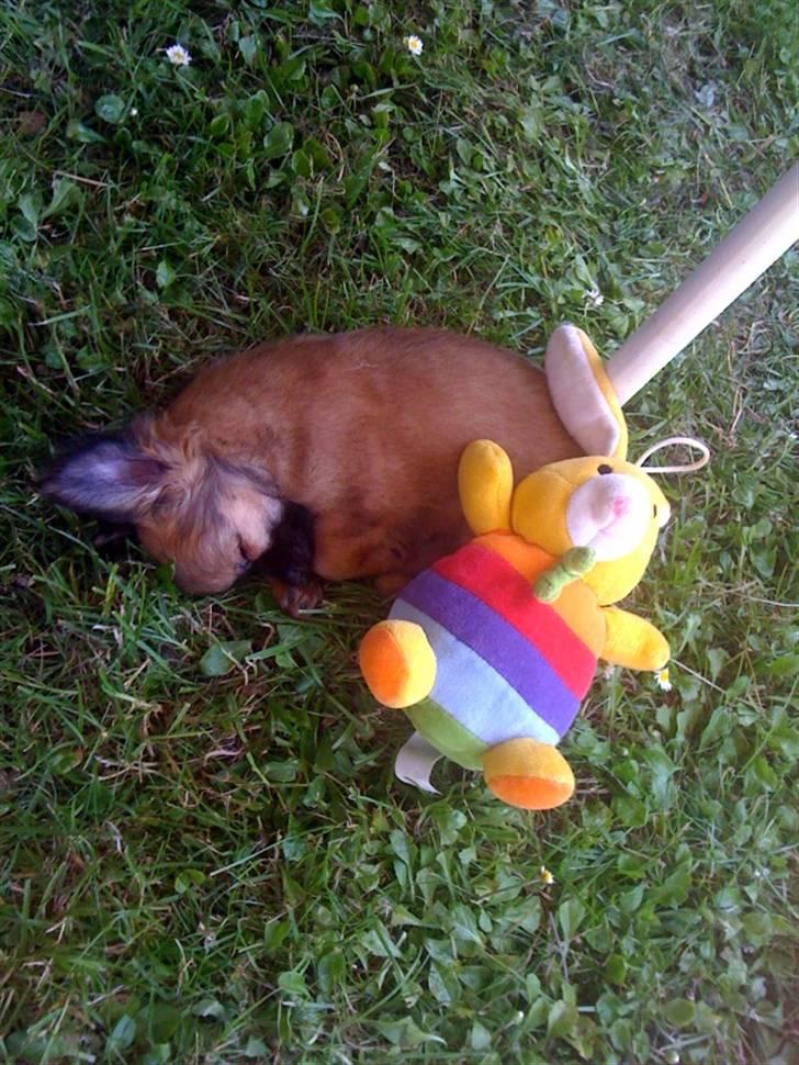 Chihuahua Signe - Tager en slapper i skyggen... billede 8