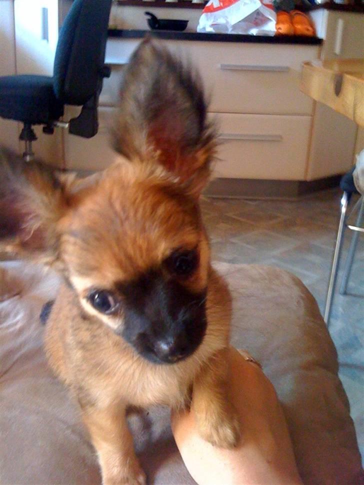 Chihuahua Signe billede 9