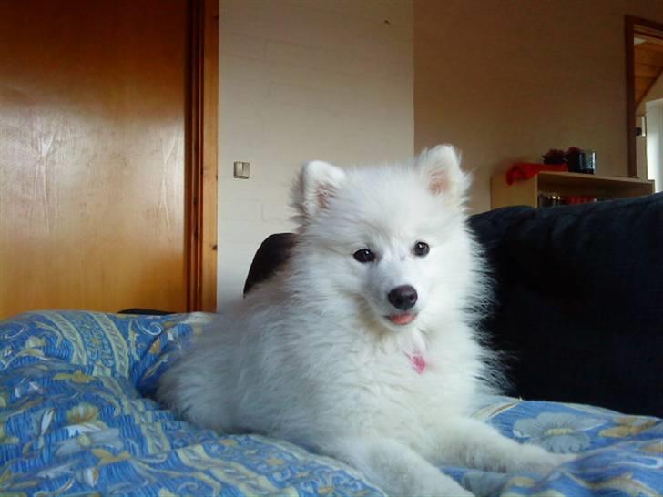 Japansk spids Fnuggi billede 13