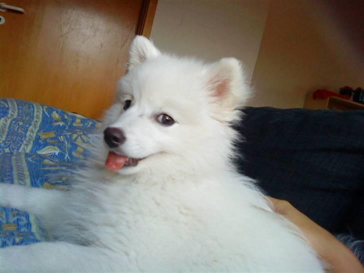 Japansk spids Fnuggi billede 14