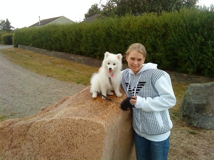 Japansk spids Fnuggi billede 15