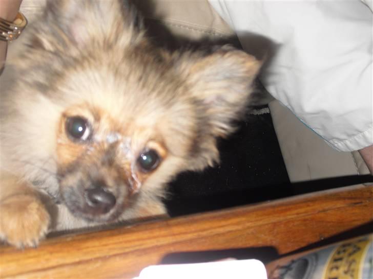 Blanding af racer Bandit - Han har lidt yoghurt på næsen hvis i undrer jer :D billede 1