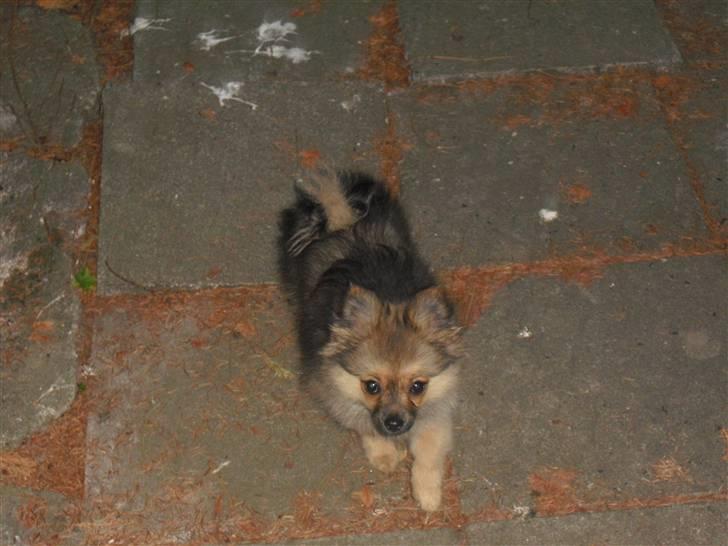 Blanding af racer Bandit billede 2