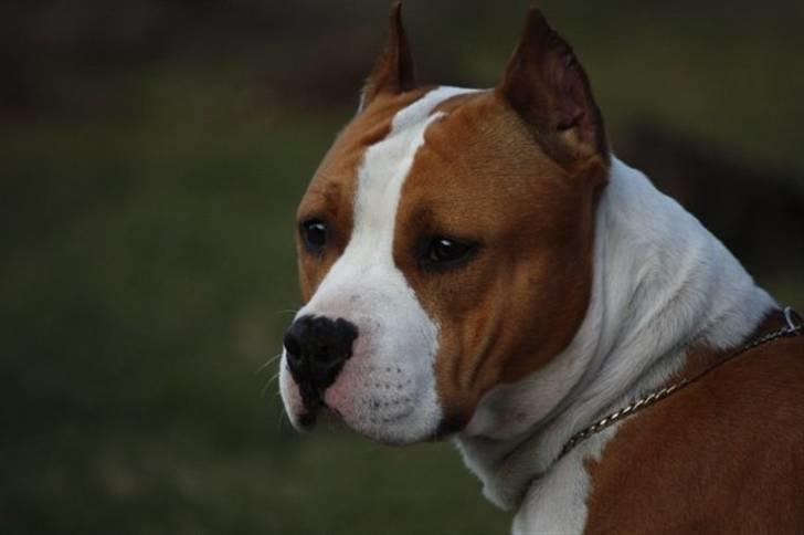 Amerikansk staffordshire terrier FAITH billede 2