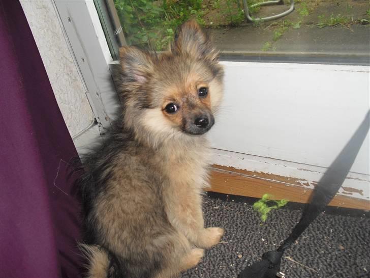 Blanding af racer Bandit billede 3