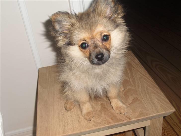 Blanding af racer Bandit billede 4