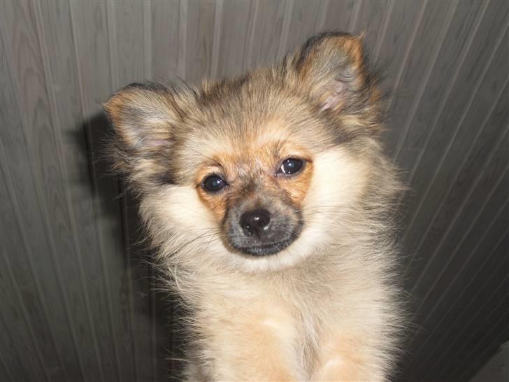 Blanding af racer Bandit billede 5