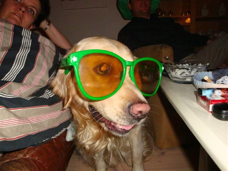 Golden retriever Tjilli - Jeg er da bare for cool billede 15