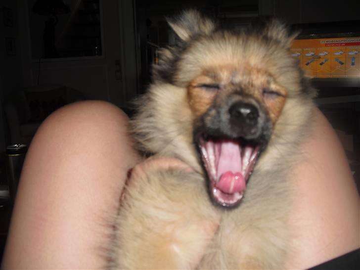 Blanding af racer Bandit - Gaaaaaaab :) billede 6