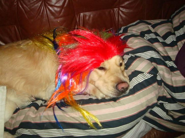 Golden retriever Tjilli - kan i lide mit nye hår billede 16