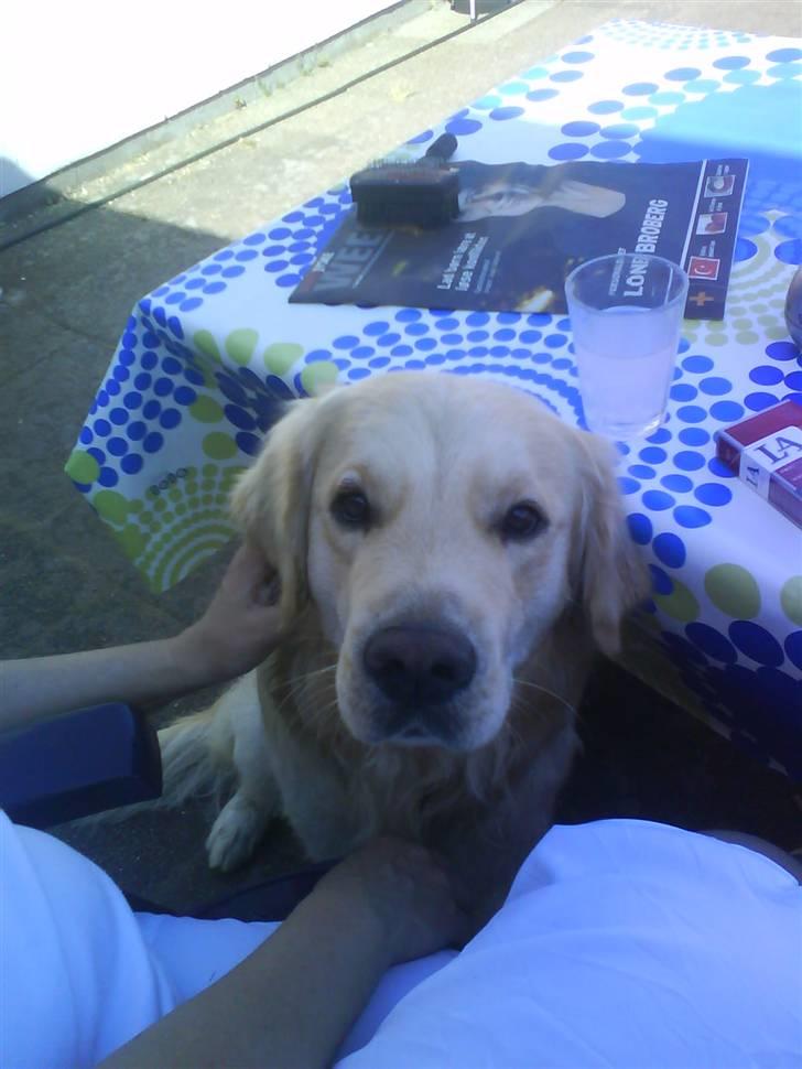 Golden retriever Tjilli billede 17