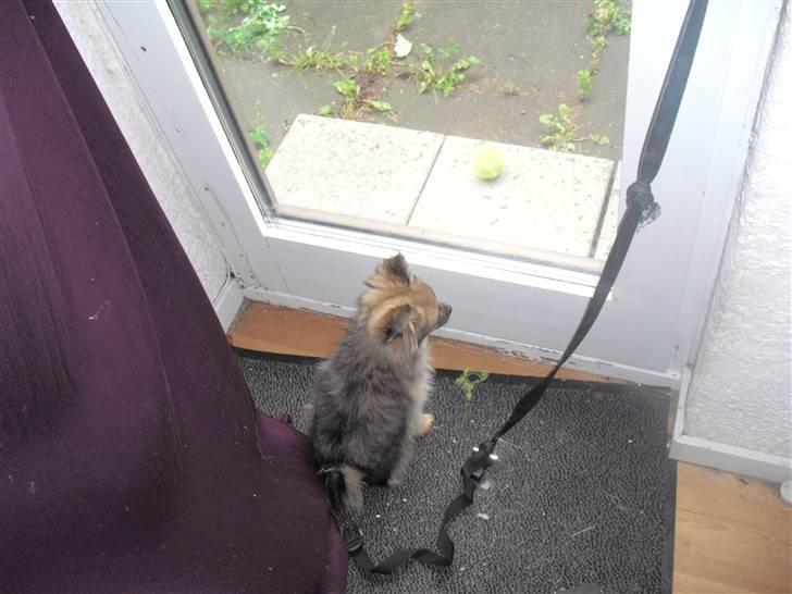 Blanding af racer Bandit billede 7