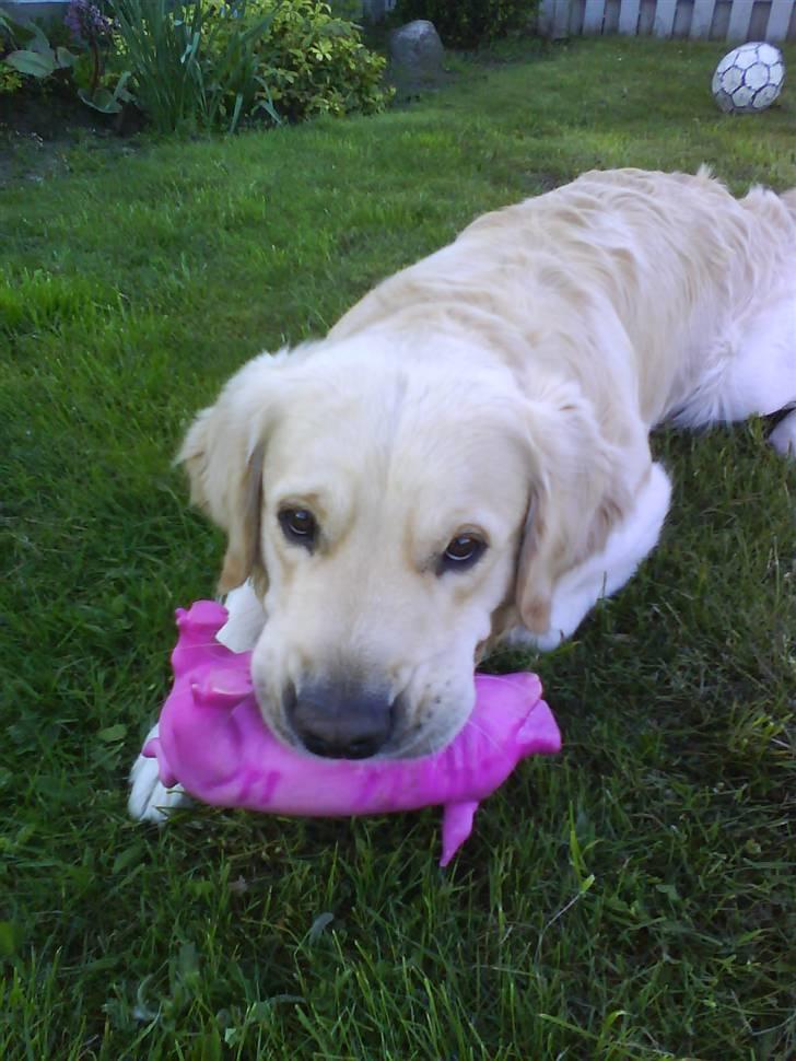 Golden retriever Tjilli billede 18