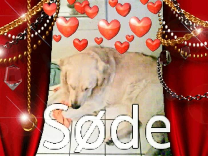 Golden retriever Tjilli billede 19