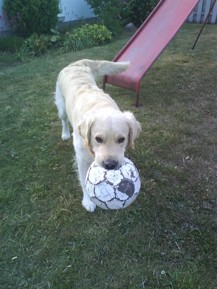 Golden retriever Tjilli billede 20