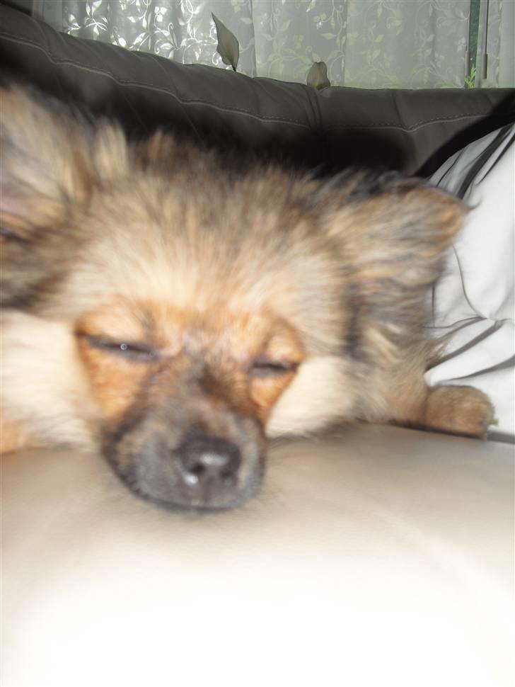 Blanding af racer Bandit - ZzzzZzzzzZZzzzzz billede 8