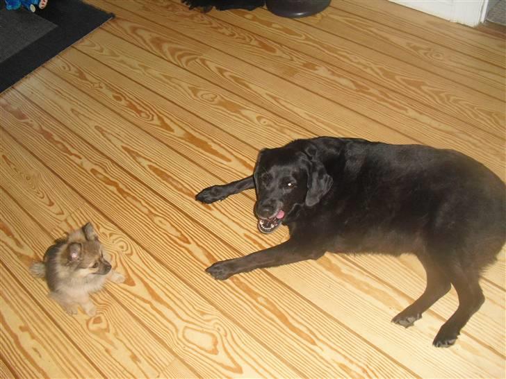 Blanding af racer Bandit - Her ligger han ved siden af min mors tykke men dejlige labrador :D  billede 9