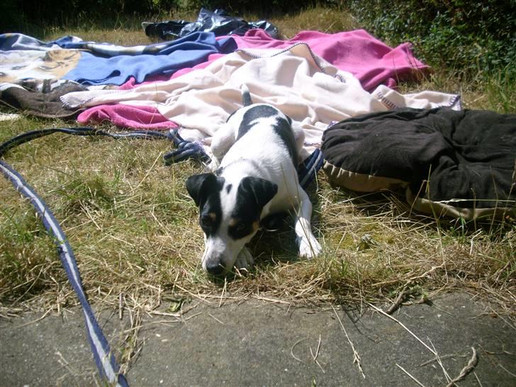 Blanding af racer Frida - Her lægger jeg i haven, hvor mor lige har smidt alle mine tæpper ud til luftning billede 6