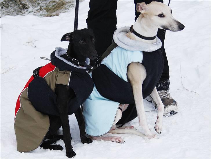 Whippet Liva - 01/01-2010 To utålmodige hunde, venter på at der bliver sagt -Fri! billede 10