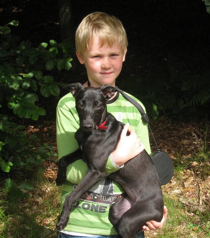 Whippet Liva - 23/08-09  billede 11
