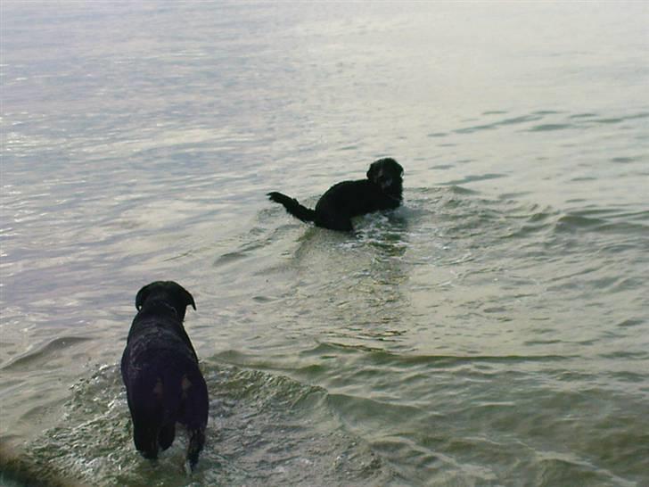 Blanding af racer Bamse - En svømmetur på stranden med ´Luna´ billede 11