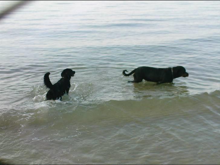 Blanding af racer Bamse billede 12