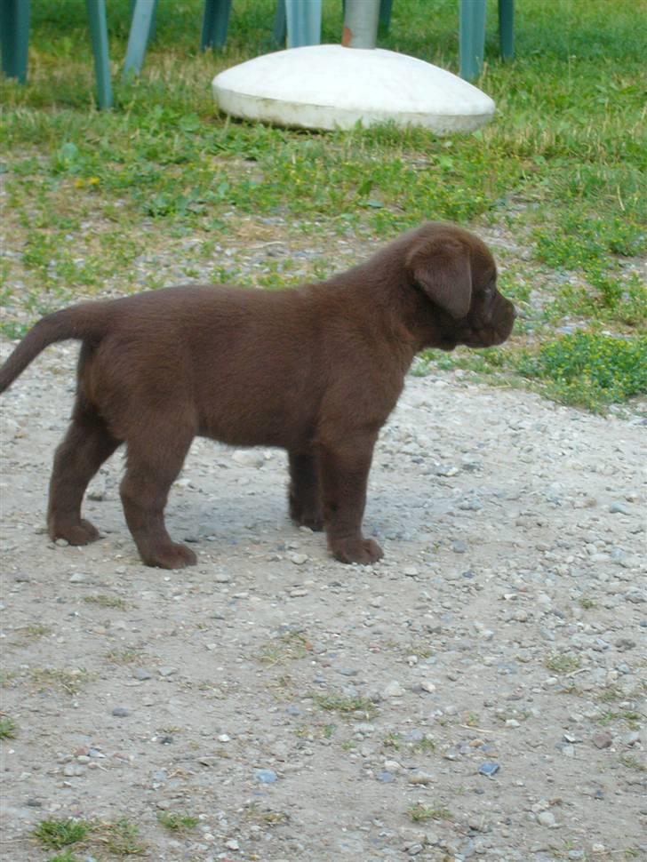 Labrador retriever Akela - Har jeg ikke en flot profil billede 2