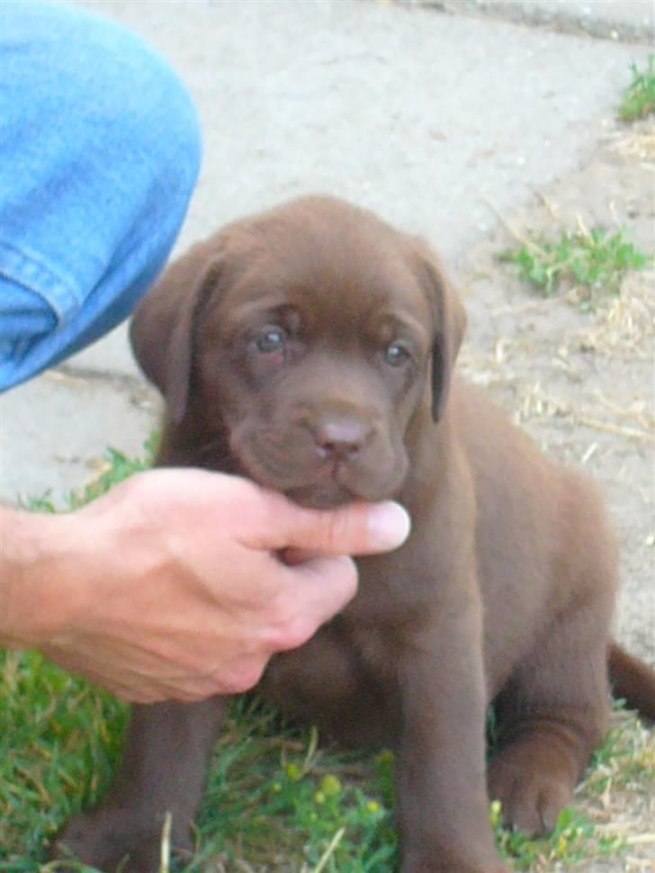 Labrador retriever Akela - Hej far, ja jeg vil  gerne bo hos jer.  billede 3