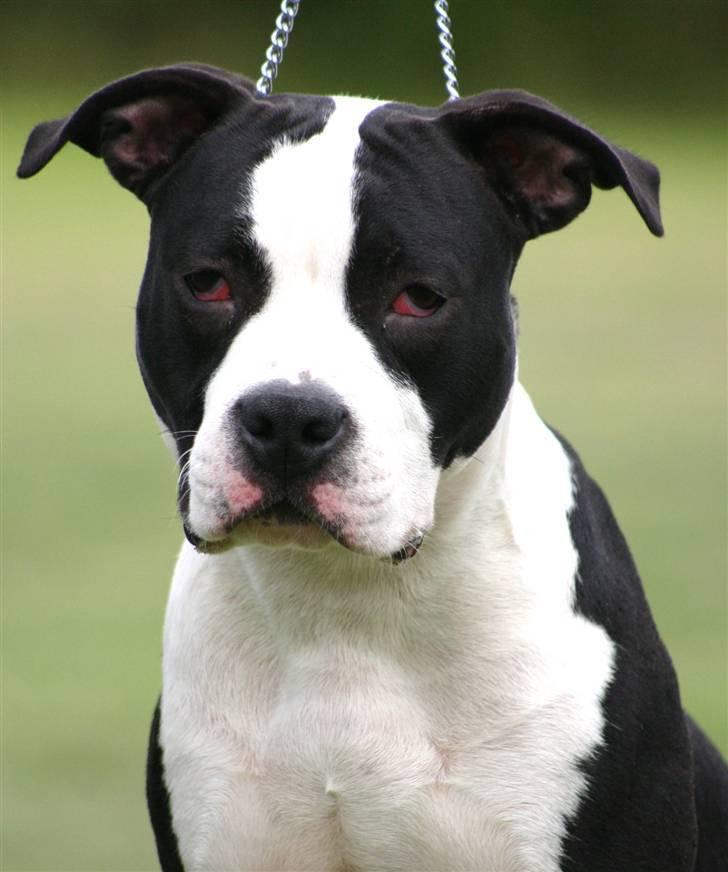 Amerikansk staffordshire terrier Black Storm Long Step RIP - mors smukke dreng billede 1
