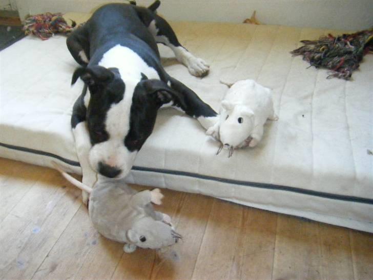 Amerikansk staffordshire terrier Black Storm Long Step RIP - Hmmm nu holder jeg lige styr på de rotter billede 2