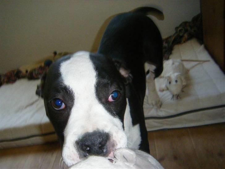 Amerikansk staffordshire terrier Black Storm Long Step RIP - Davs billede 3