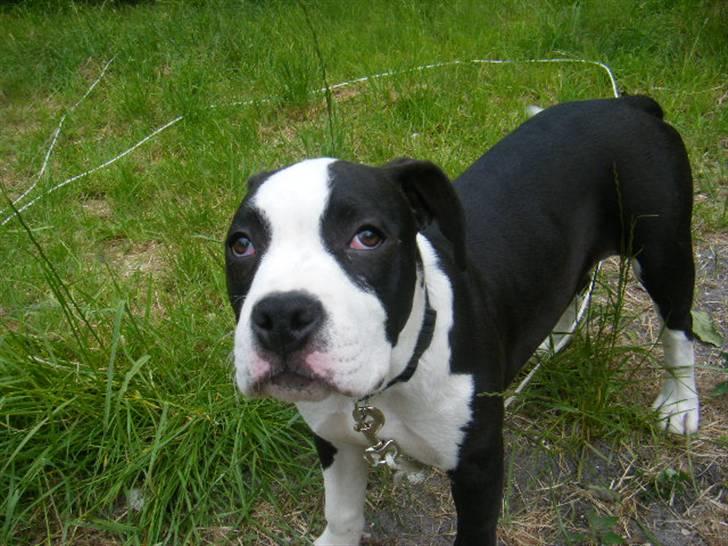 Amerikansk staffordshire terrier Black Storm Long Step RIP - hehe billede 4