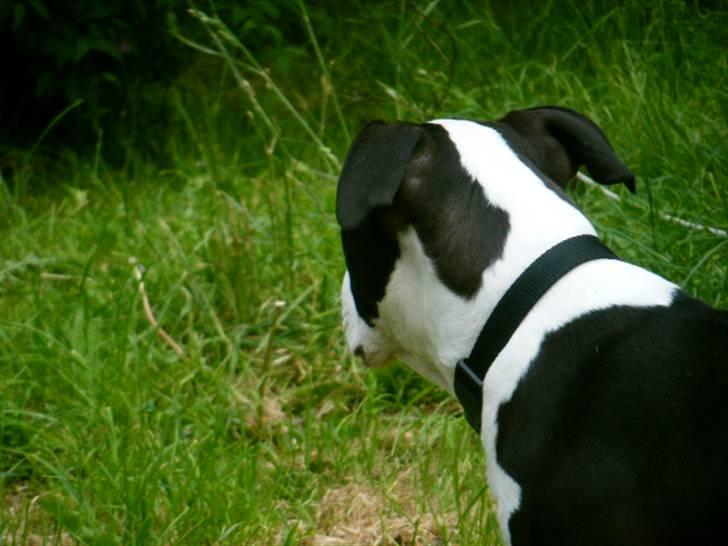 Amerikansk staffordshire terrier Black Storm Long Step RIP - Hmmm mon der er noget billede 5